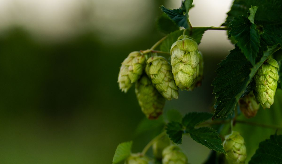 Common Pests and Diseases in English Hop Gardens