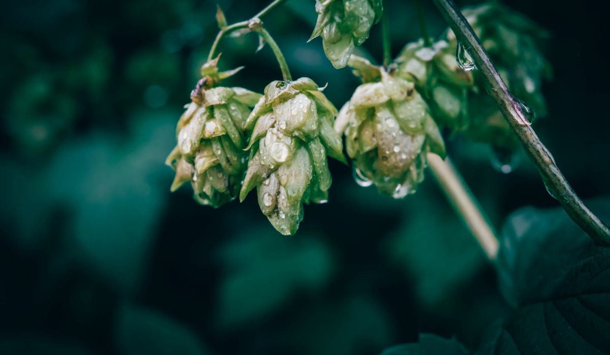 The Vanishing Craft of Hedgelaying in the Weald
