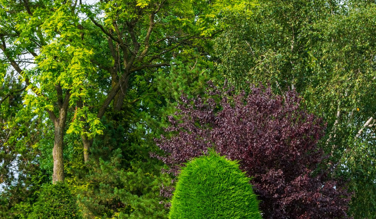 Understanding Timber-Framed Houses in the Weald